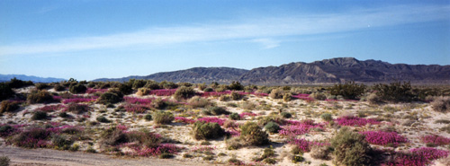 09 desert flowers in may
