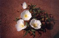 13 white desert flower